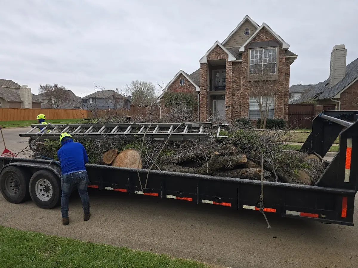 Expert Tree Pest Control with proper safety equipment in Universal City